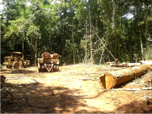Figura 2: BRANDÃO, Margarete. Extração em Florestas. Disponível em: https://commons.wikimedia.org/wiki/File:Extra%C3%A7%C3%A3o_em_floresta.jpg. Acesso em 06 junho 2018.